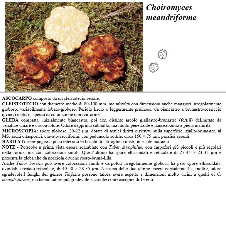 choiromyces meandriforme