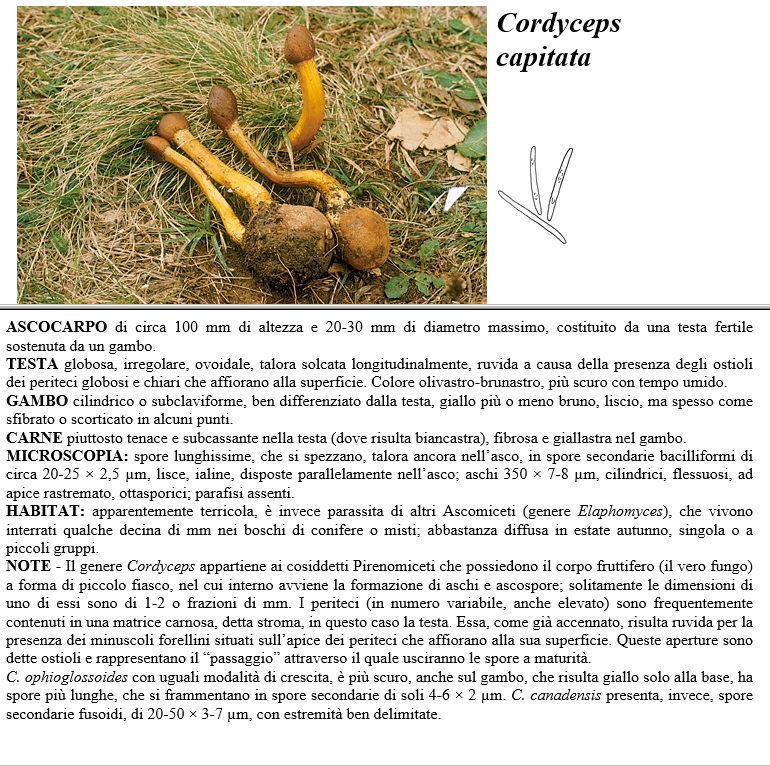 cordyceps capitata