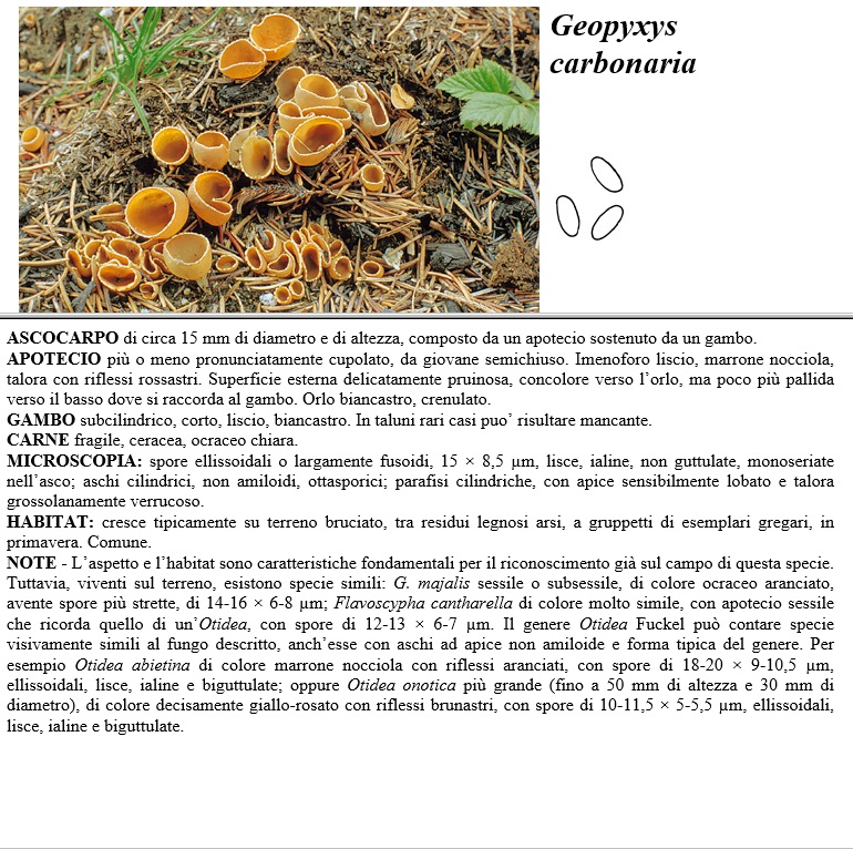 geopyxys carbonaria