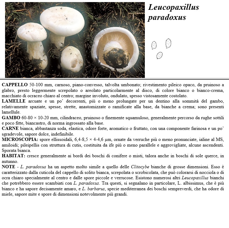 leucopaxillus paradoxus