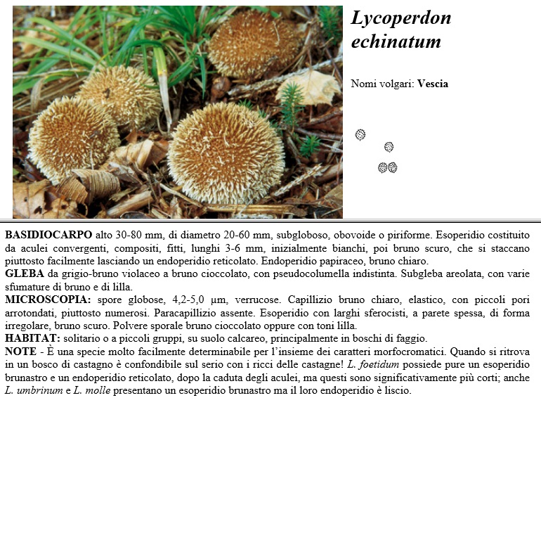 lycoperdon echinatum