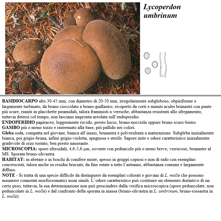 lycoperdon umbrinum