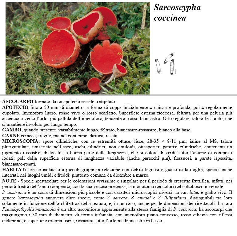 sarcoscypha coccinea