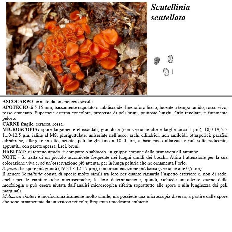 scutellinia scutellata