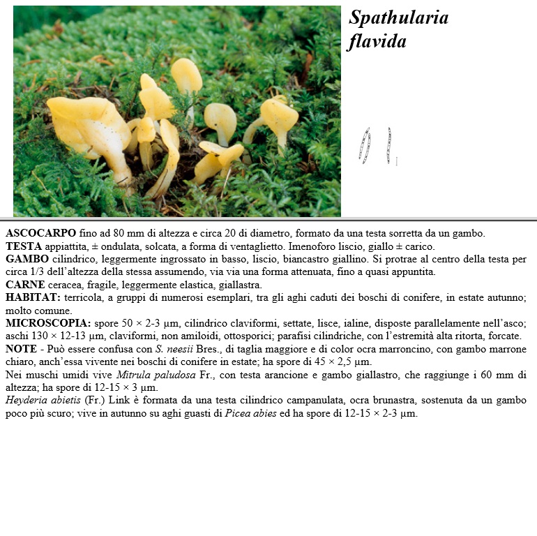 spathularia flavida