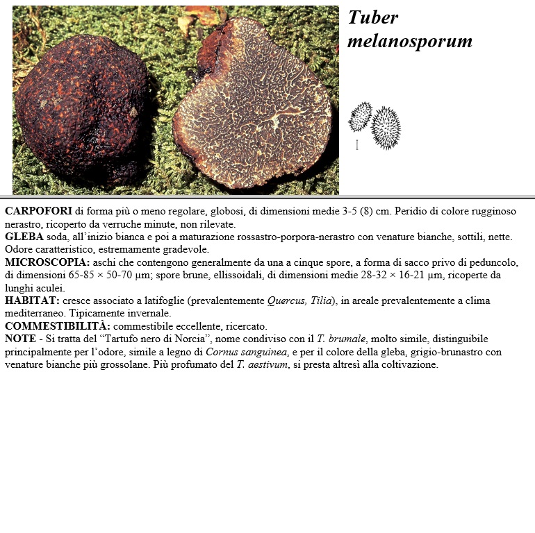 tuber melanosporum