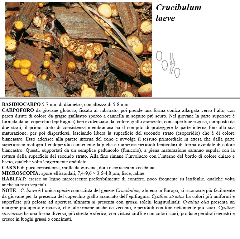crucibulum laeve