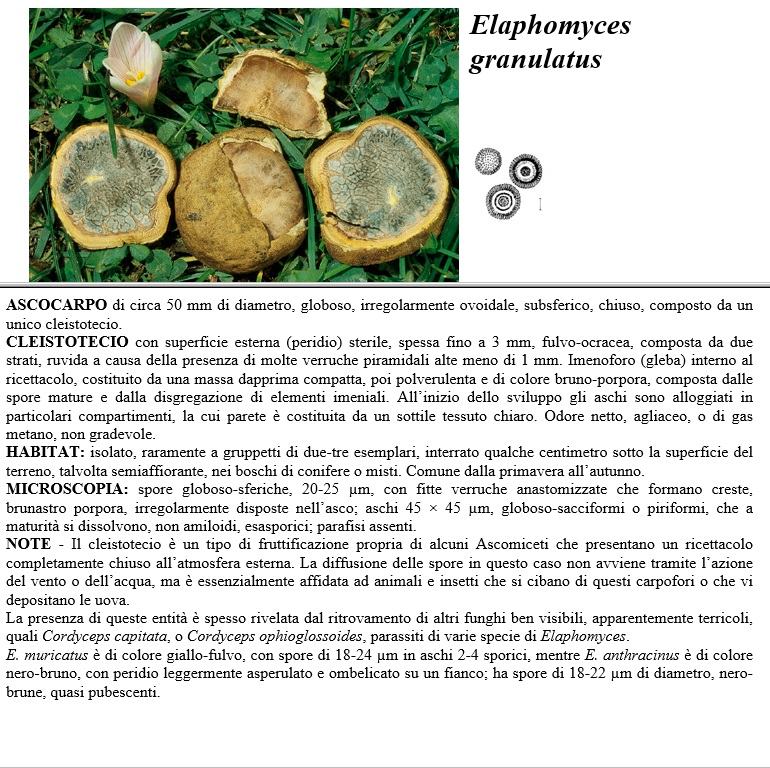 elaphomyces granulatus
