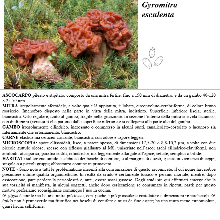 gyromitra esculenta
