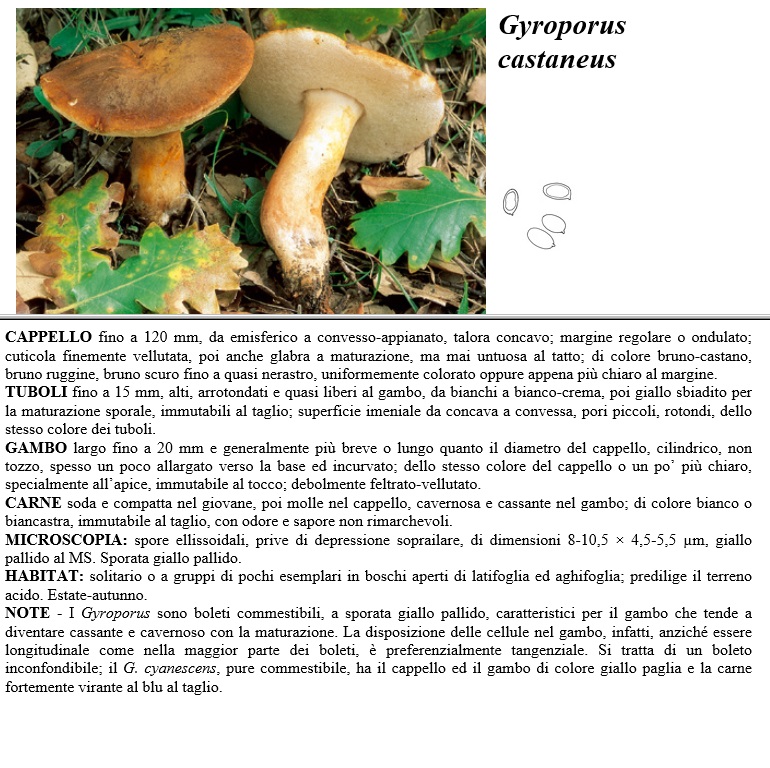 gyroporus castaneus
