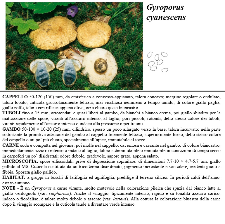 gyroporus cyanescens