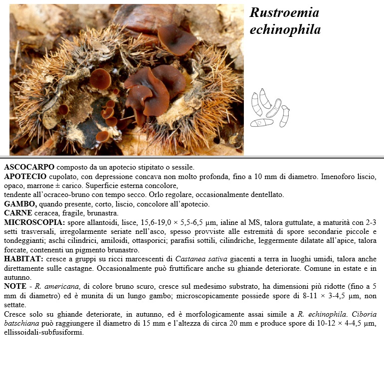 rustroemia eschinophila