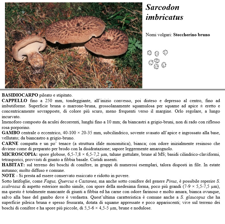 sarcodon imbricatus