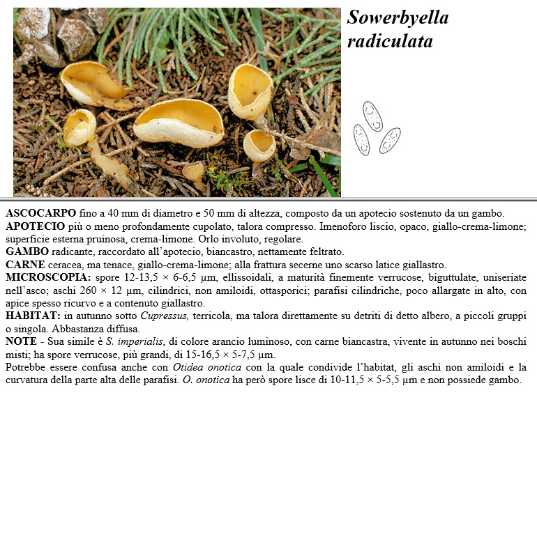 sowerbyella radiculata
